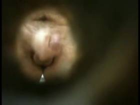 Vorschaubild vom Amateurporno mit dem Titel "Toilettenspy" von udo2005